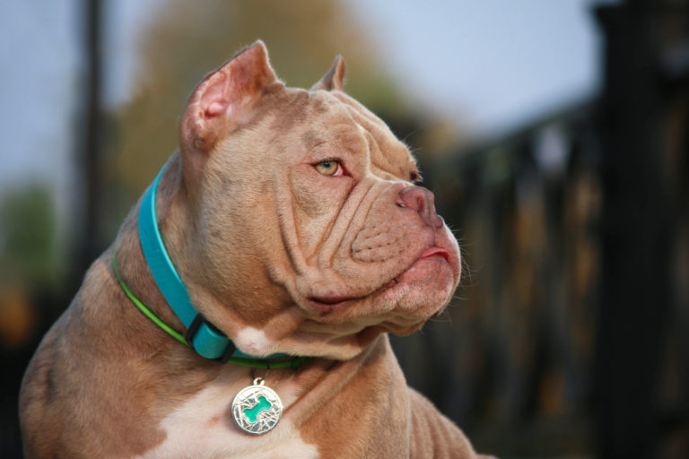 THE AMERICAN BULLY BREED WHERE DID IT COME FROM?