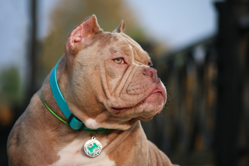 You are currently viewing THE AMERICAN BULLY BREED WHERE DID IT COME FROM?