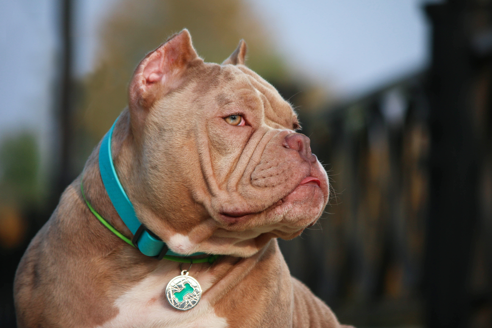 Read more about the article THE AMERICAN BULLY BREED WHERE DID IT COME FROM?