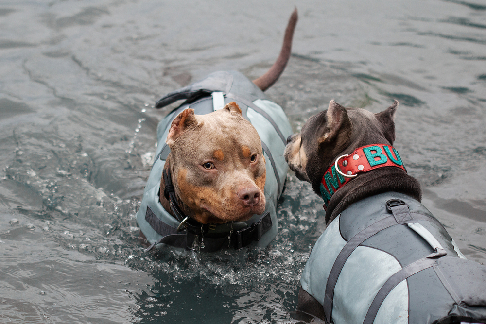 You are currently viewing Best Exercise Routines for American Bully Dogs: Keeping Them Fit and Active