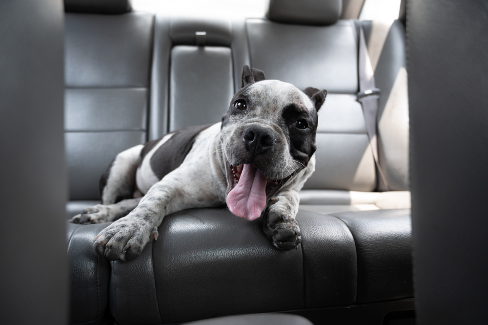 Read more about the article Traveling with Your American Bully: Tips for Safe and Stress-Free Trips