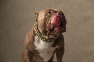 Read more about the article The History and Evolution of the American Bully Breed