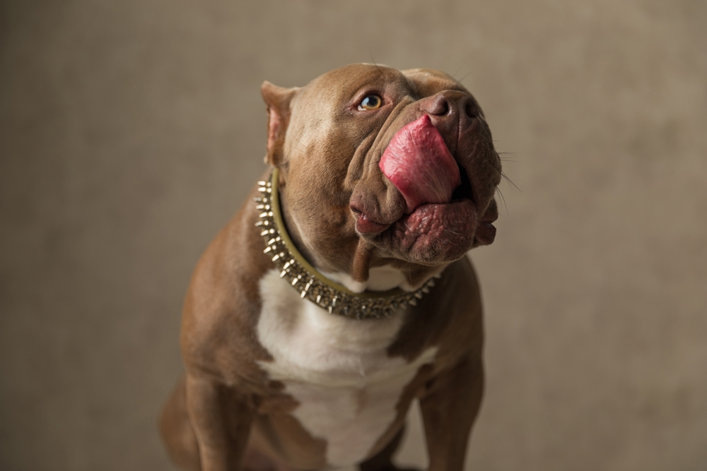 You are currently viewing The History and Evolution of the American Bully Breed