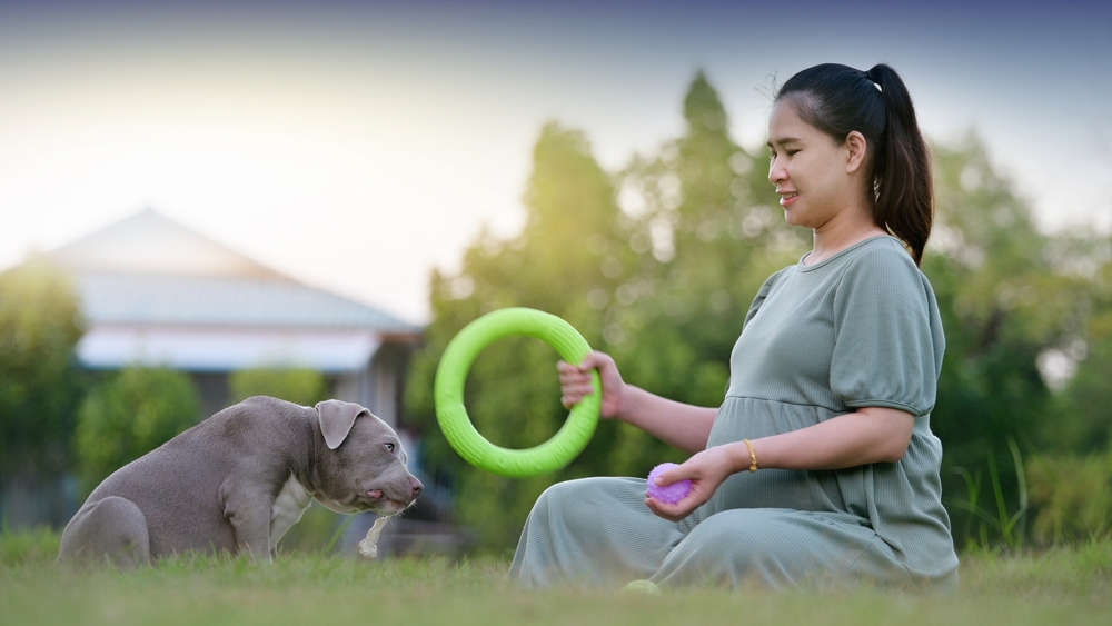 Read more about the article American Bully Training Tips: Building a Strong Bond with Your Bully