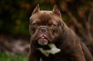 Read more about the article Understanding the American Bully: Breed Characteristics and Temperament