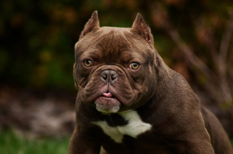 Understanding the American Bully: Breed Characteristics and Temperament