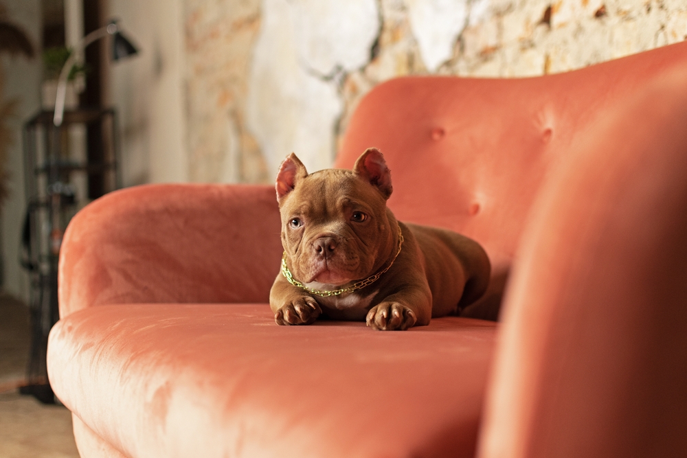 Read more about the article Choosing the Right American Bully Puppy: Factors to Consider