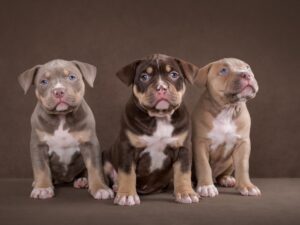 Read more about the article Choosing the Right American Bully Puppy: Factors to Consider