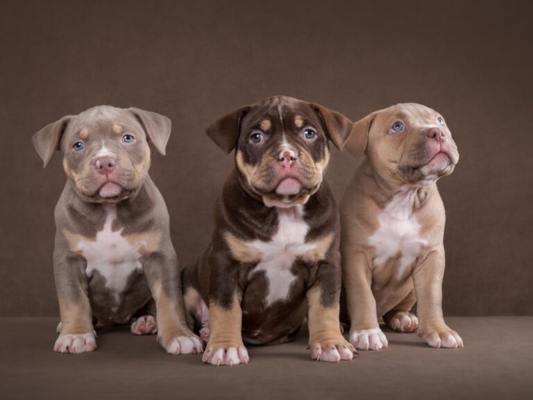 Choosing the Right American Bully Puppy: Factors to Consider