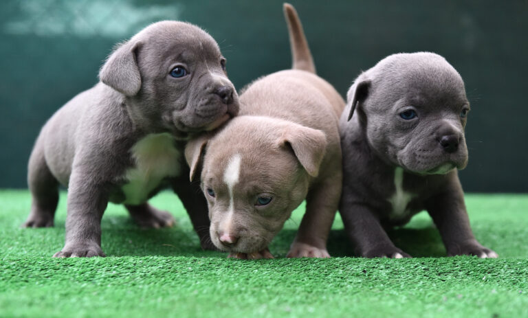 Ethical American Bully Breeding Practices