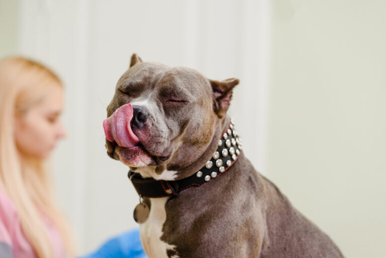 What Is An American Bully