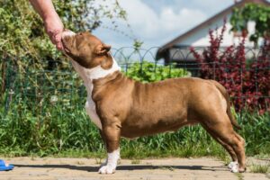 Read more about the article American Bully Size Classes Explained