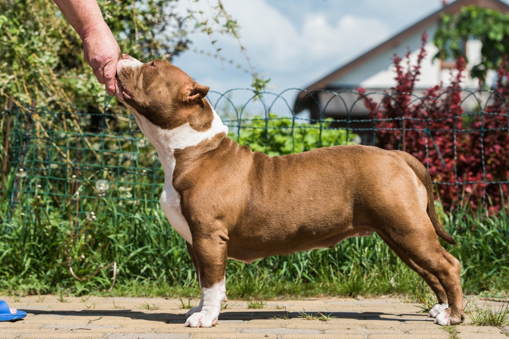 You are currently viewing American Bully Size Classes Explained