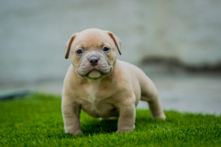 Standing American Bully puppy showing early structure and confident posture