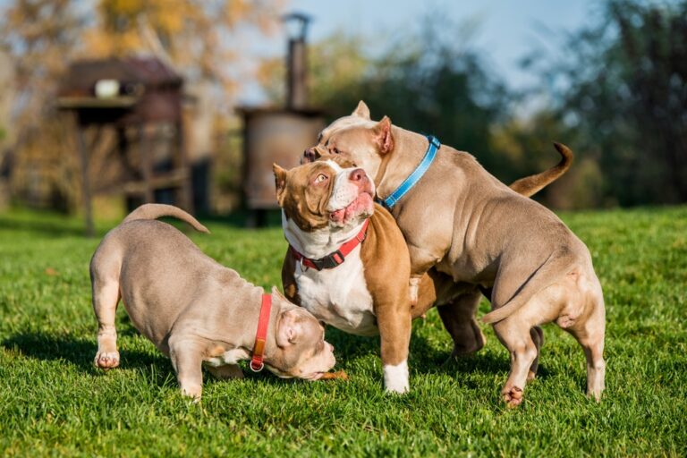 Three American Bullies playing outdoors in summer, demonstrating healthy exercise, socialization, and warm-weather care