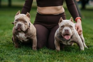 Read more about the article Grooming Essentials for American Bully Owners: Coat Care & Maintenance