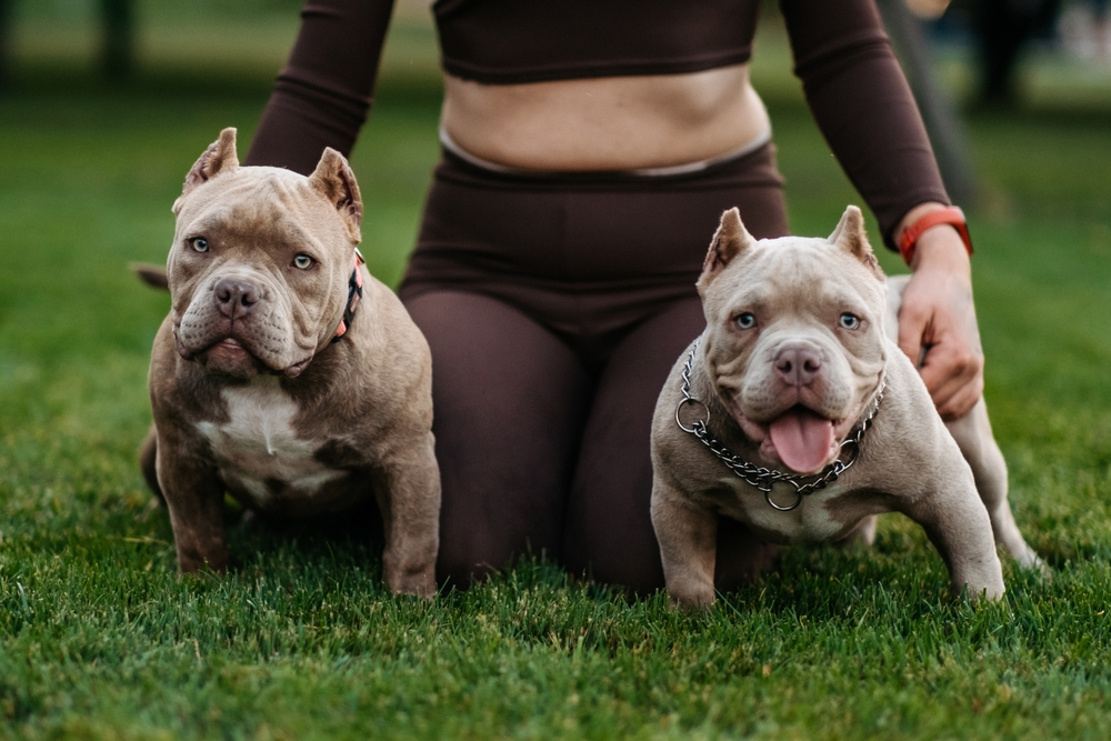 You are currently viewing Grooming Essentials for American Bully Owners: Coat Care & Maintenance
