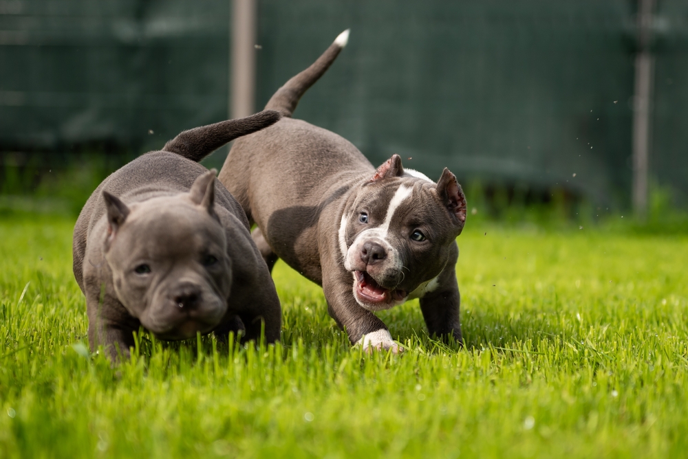 You are currently viewing American Bully Exercise & Enrichment Needs: Building a Balanced, Stable Dog