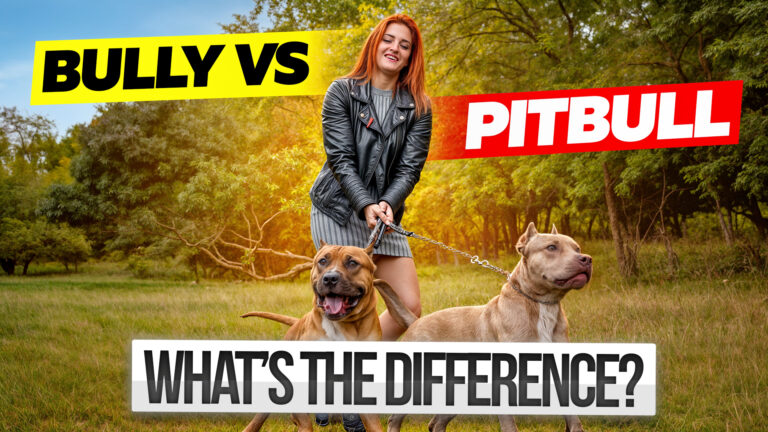 Woman walking an American Bully and a Pit Bull on leashes, highlighting breed differences