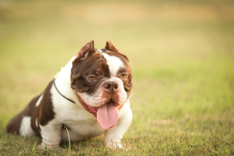 micro bully dog showing the compact muscular structure of the smallest american bully type