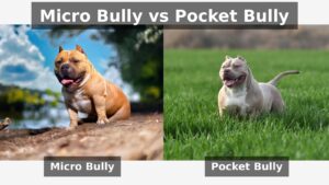 Read more about the article Micro Bully vs Pocket Bully: Understanding the Key Differences