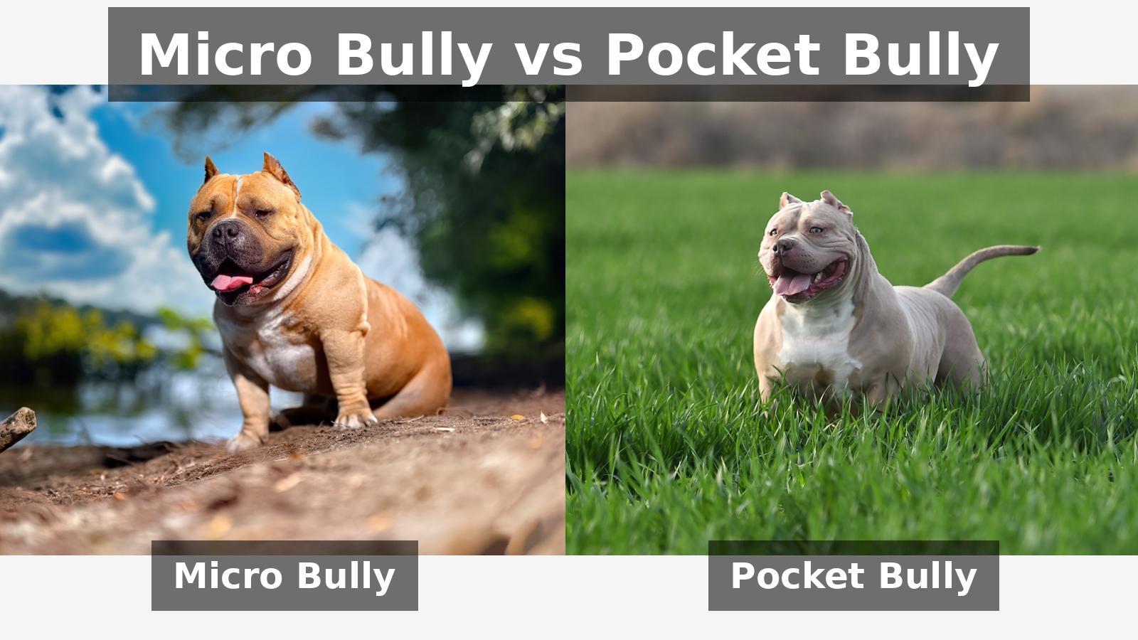 You are currently viewing Micro Bully vs Pocket Bully: Understanding the Key Differences