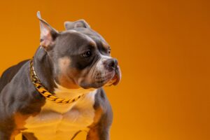 Read more about the article 🐾 The American Bully Temperament: Myth vs Reality