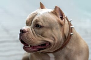 Read more about the article Micro Bully Pros and Cons: What Owners Should Know