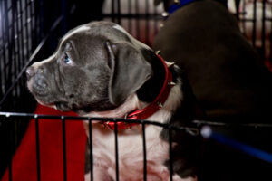 Read more about the article American Bully First Night Home Guide