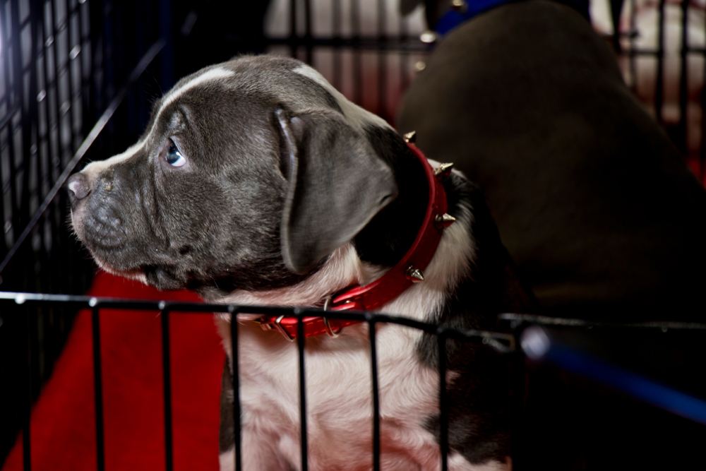 Read more about the article American Bully First Night Home Guide
