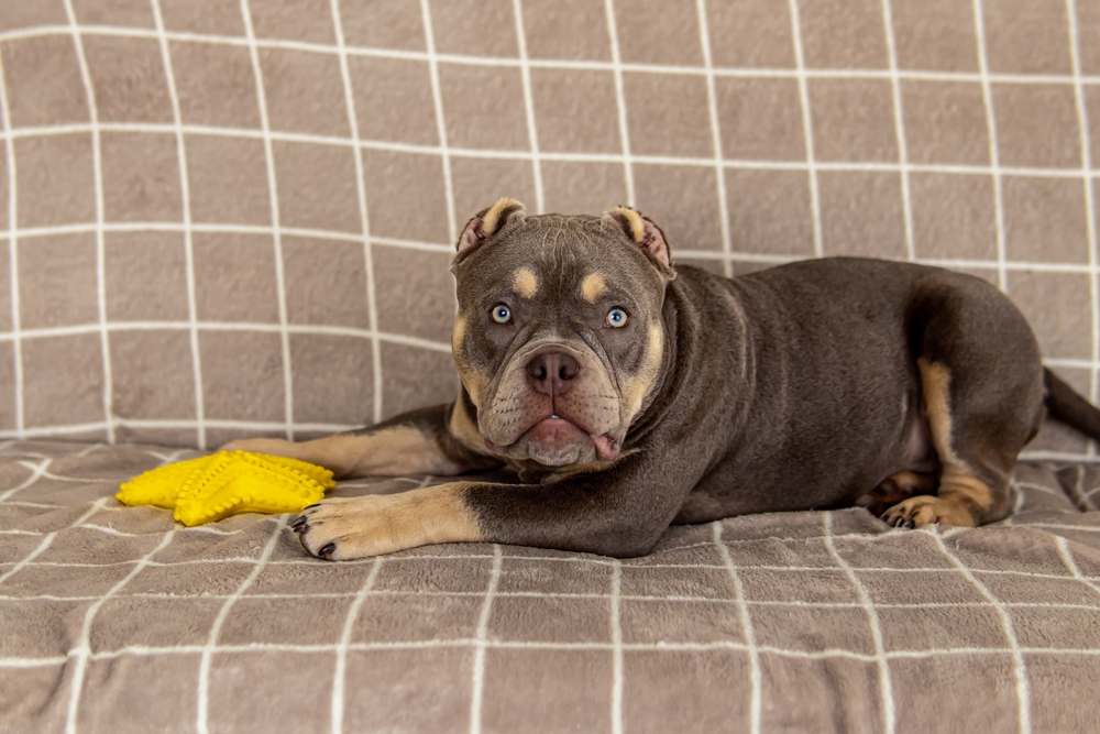 Read more about the article American Bully Daily Routine: The Ideal Schedule for a Happy, Healthy Dog