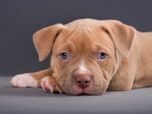 Read more about the article American Bully Puppy Checklist: Everything You Need Before Bringing One Home